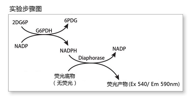 CSR_Glucose_Cellular_Uptake_Measurement_Kit_cn.jpg